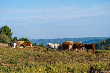 Obraz premium Südfrankreich im Herbst