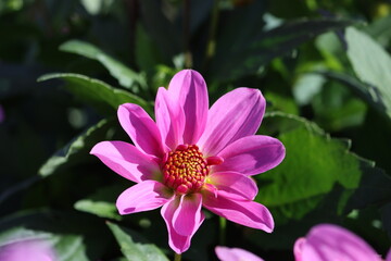Sweden. Dahlia is a genus of bushy, tuberous, herbaceous perennial plants native to Mexico and...