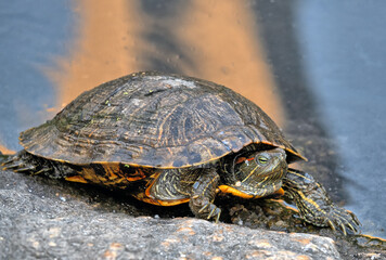  red-eared slider or red-eared terrapin ,turtle