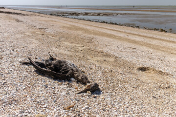 The body of a dead bird lies on a sandy shore against the backdrop of a shallow sea on a sunny day.