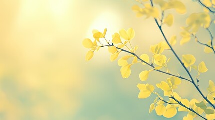 Obraz premium A pale pastel yellow background with soft lighting, offering a cheerful and lighthearted vibe for banners.