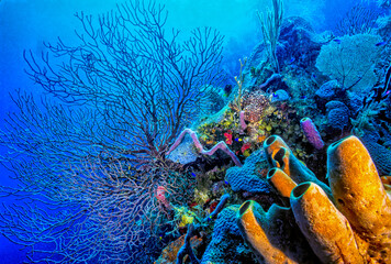 Lighthouse reef, Belize Coral reef