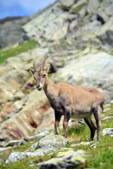 Chamois sauvage dans son environnement naturel en pleine montagne