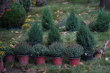 Bush garden plants in pots. The garden show.