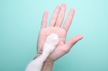 The concept of friendship between people and cats. High five woman hand and cat paw on mint green...