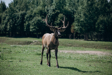 Portrait of a majestic powerful adult deer in the summer in the meadow