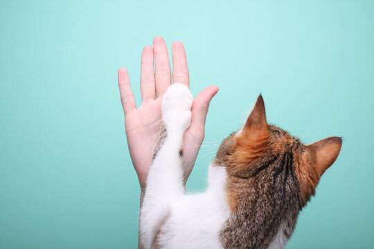 The concept of friendship between people and cats. High five woman hand and cat paw on mint green background