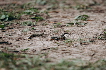 The Diverse and Curious Creatures Found on the Forest Floor Natures Hidden Gems Await You