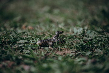 A snake resting on green grass in its habitat, showcasing beauty and adaptability