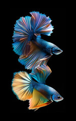 Fototapeta premium Two vibrant Betta fish swimming gracefully against a dark background.