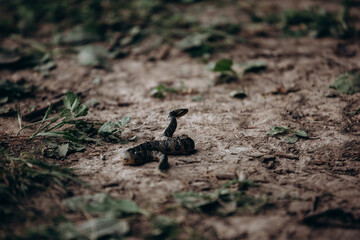 A coiled snake in its habitat, showcasing its environment and survival strategies