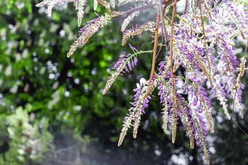 blooming wisteria in spring in the garden - Image