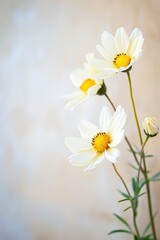 Fototapeta premium Delicate white flowers bloom gracefully against a soft, muted background in springtime sunlight