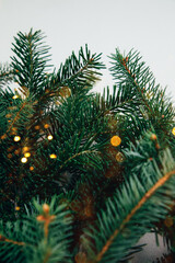 New Year, Christmas background. Branches of a green Christmas tree on a grey concrete background. Top view