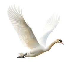 A swan attempting to fly against a transparent background
