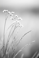 Obraz premium Delicate wildflowers sway gently in the breeze against a soft, blurred backdrop at dawn