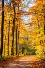 Fototapeta premium A golden pathway through the autumn forest invites exploration on a serene afternoon