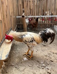 chicken eating food in the coop