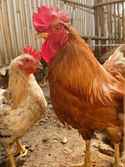 chicken eating food in the coop