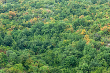 Forest background. Focus foreground