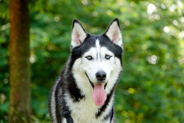 Portrait de husky sibérien en pleine nature	
