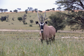 Baby of Common african antelope Gemsbok, Oryx gazella in Kalahari after rain season with green grass. Kgalagadi Transfrontier Park, South Africa wildlife safari
