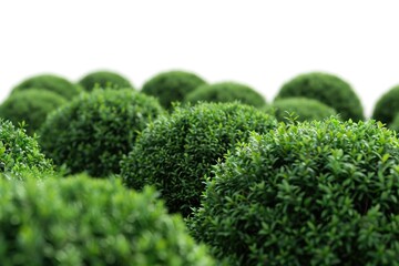 A bunch of bushes growing in a grassy area