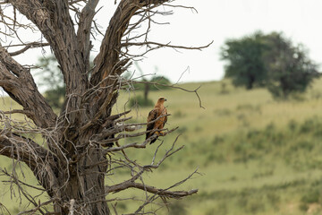 Tawny eagle (Aquila rapax), large bird of prey in natural habitat, kalahari, South Africa safari wildlife