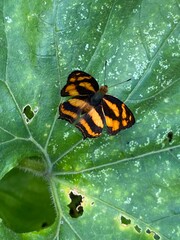sutterfly,bug,moth,yellw,insect colorful