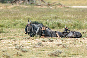 Wild animal Blue Wildebeest Gnu (Connochaetes taurinus) in Kalahari, green desert after rain season. Kgalagadi Transfrontier Park, South Africa wildlife safari