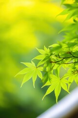 Obraz premium Lush green maple leaves glistening in the soft morning sunlight of a tranquil garden
