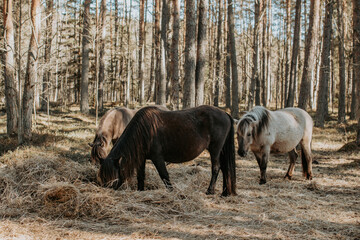 Semi-wild konik polski horses are eating hay in the forest at sunny spring day