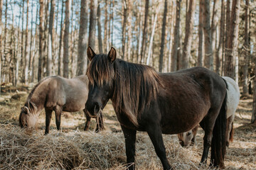 Semi-wild konik polski horses are eating hay in the forest at sunny spring day © Julija