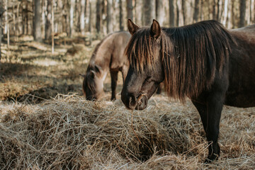 Semi-wild konik polski horses are eating hay in the forest at sunny spring day © Julija