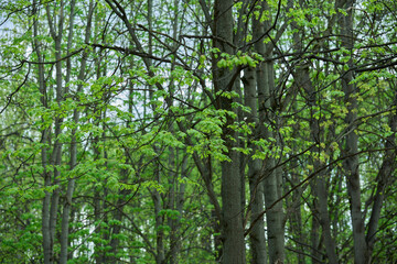 Green leaves on tree branches, changing seasons, spring in the forest, park. High quality photo