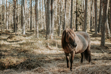 Semi-wild konik polski horse is eating hay in the forest at sunny spring day © Julija