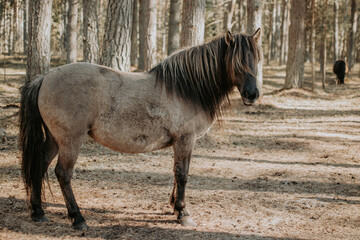 Semi-wild konik polski horsein the forest at sunny spring day © Julija