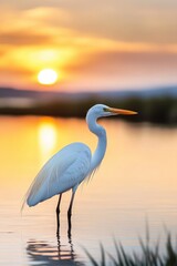 A great egret stands gracefully in calm waters at sunset, illuminated by a vibrant sky