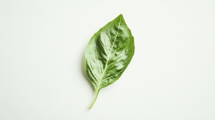 Single Green Basil Leaf on a White Background