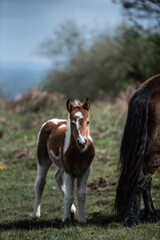 Pottok au Pays Basque