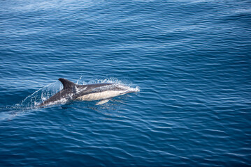 Fototapeta premium Dauphin dans l'Océan Atlantique