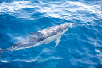 Naklejka premium Dauphin dans l'Océan Atlantique