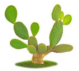 Close up of opuntia cactus