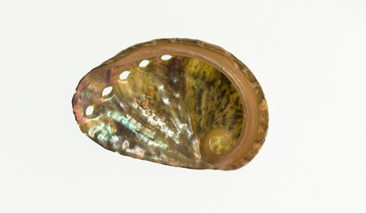 Haliotis varia, common name the variable abalone or the common ear shell, is a species sea snail, a...