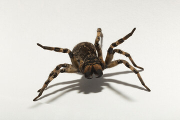 Lycosa is a genus of wolf spiders. (Lycosa singoriensis). Aggressive female insect on a white background.