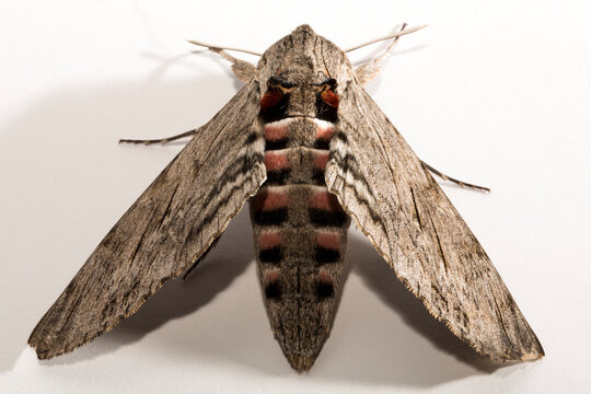 Agrius convolvuli, the convolvulus hawk-moth, is a large hawk-moth. A female adult insect (imago) on a white background.