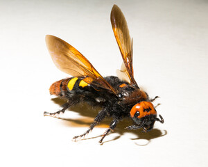 The mammoth wasp (Megascolia maculata) is a species of wasp belonging to the family Scoliidae in the order Hymenoptera. Scolia Female.