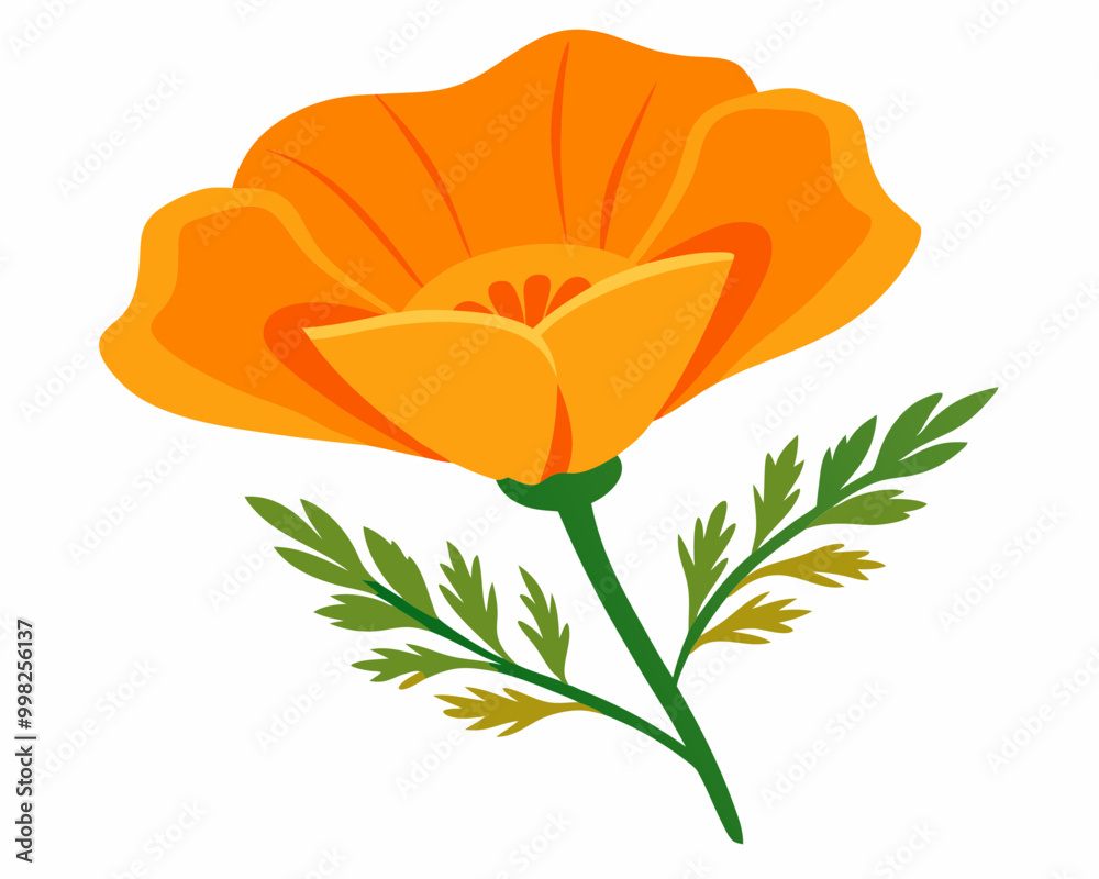 Poster California Poppy Flower vector illustration on a white background