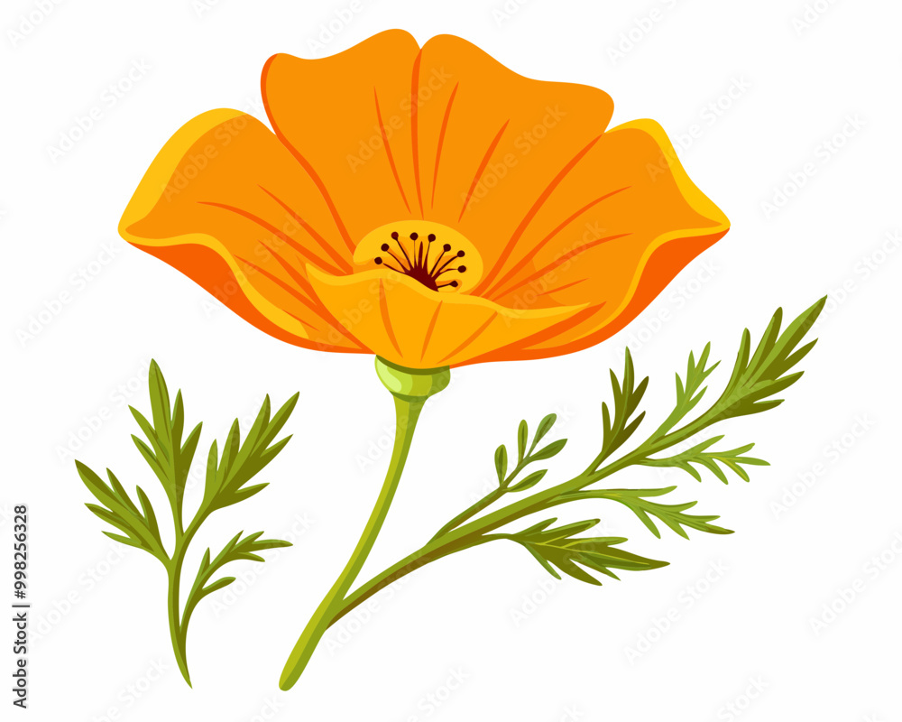 Wall mural California Poppy Flower vector illustration on a white background