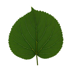 Obraz premium Green Tree Leaf Isolated